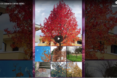 autumn-OEOR-video