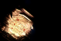 epitelio-di-cipolla-al-micropio-ottico